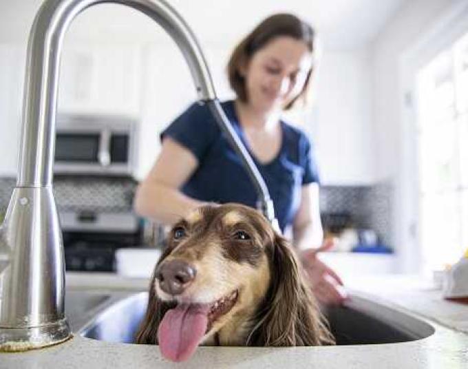 Woman bathes dog in kitchen sink using a faucet hose extension.