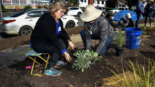 Two women planting drought tolerant plants in front yard. 