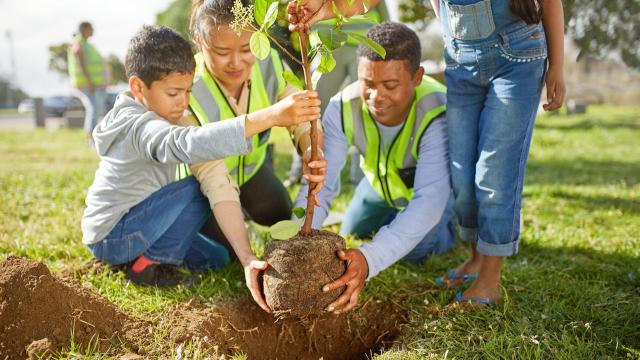 people on grass planting tree