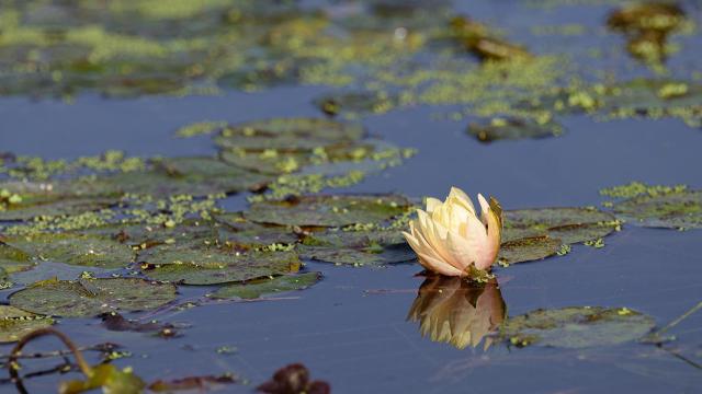A lotus flower floating in a pond