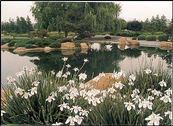 View of pond with tree in background and white petal flowers in foreground