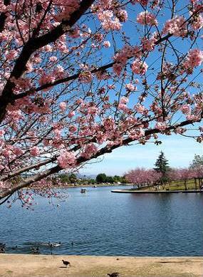 View of Lake Balboa seen from water edge with Cherry Blossom Blooming tree to the left  