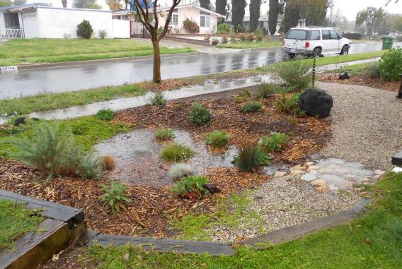 Stormwater Capture - Rain Garden Image