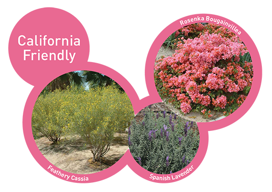 California Friendly Plants Image
