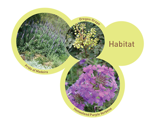 MedGarden Habitat Plants Image