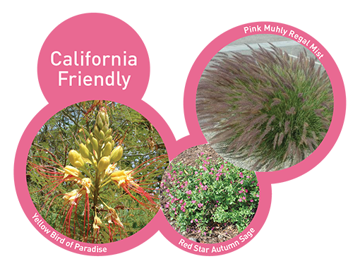 CA Friendly Plants Image