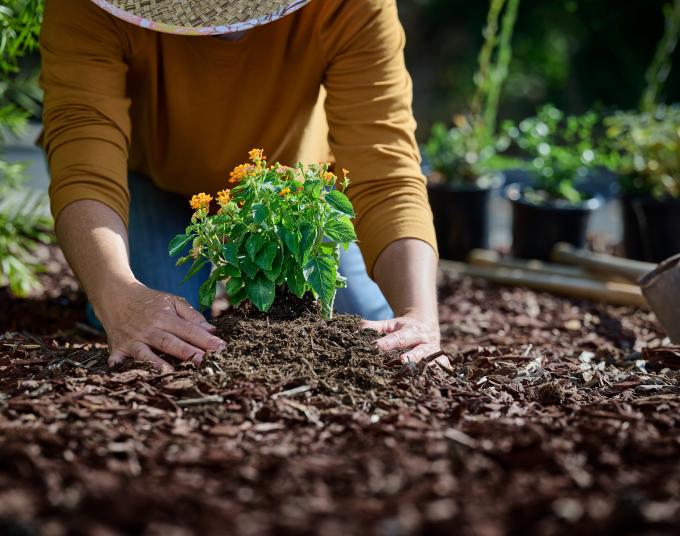 Person planting small plant in ground, using hands to put dirt around base
