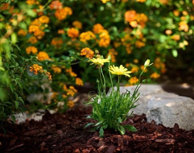 Drought-tolerant plants surrounded by mulch.