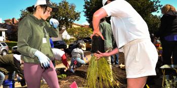 Landscape workshop, participants working in front yard, planting drought tolerant plants.