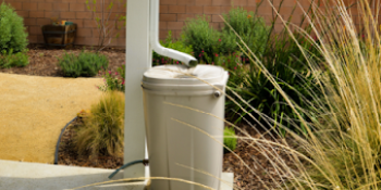 Rain barrel in a backyard.
