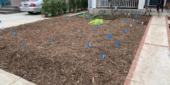 front yard with mulch